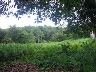 Terreno, 4 hectares - Foto 4